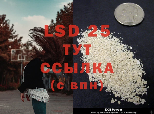 шишки Белая Холуница